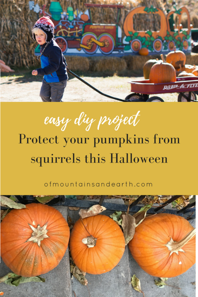 Protect your pumpkins from vicious squirrels this Halloween! Of Mountains and Earth