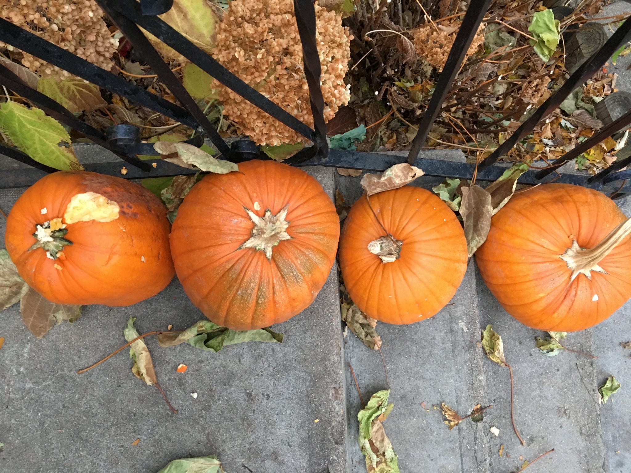 four pumpkins