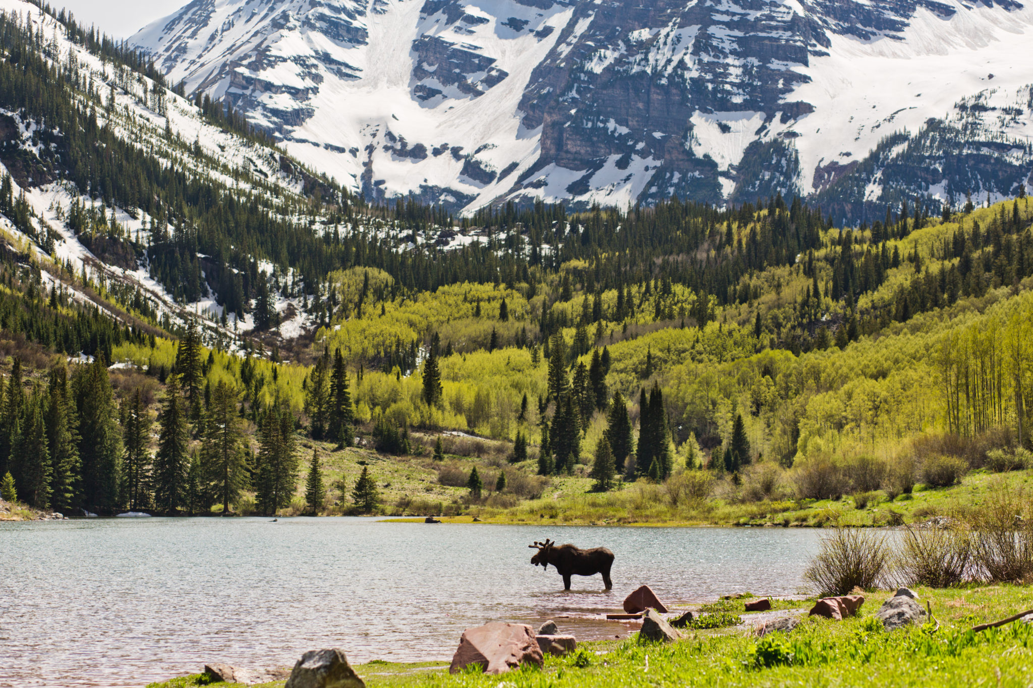 moose in a mountain lake